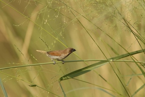 Scaly-breasted Munia (Lonchura punctulata), Kaeng Krachan, Thailand