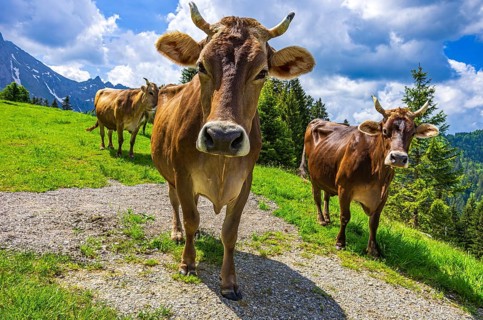 Braunvieh grazes on an alpine pasture in the Swiss Alps near Urnäsch and Schwägalp, Canton