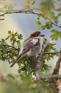 Woodchat Shrike (Lanius senator) male, Bavaria, Germany