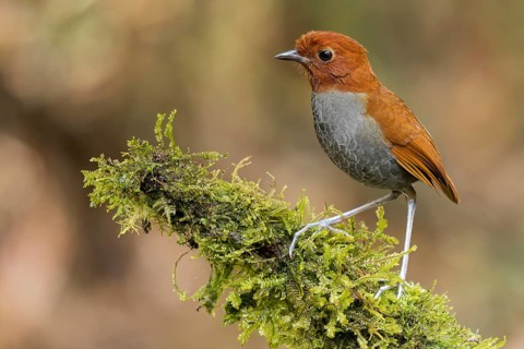 Bicolored Antpitta (Grallaria rufocinerea) perched on a branch in Colombia, South America