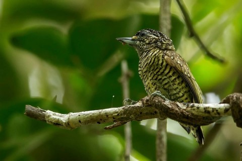 Golden-spangled Piculet (Picumnus exilis) perched on a branch in the grasslands of Guyana