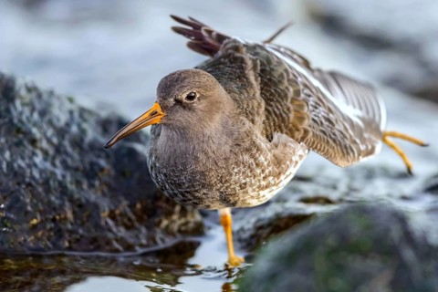 Purple Sandpiper (Calidris maritima) stretching, Mecklenburg-Western Pomerania, Germany