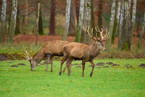 Two deer grazing on a green meadow in the forest, surrounded by autumnal trees, Red deer (Cervus