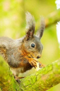 Red squirrel (Sciurus vulgaris) in a forest, Bavaria, Gernany