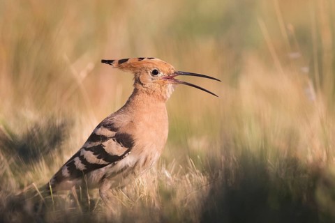 Eurasian Hoopoe (Upupa epops) calling, Subotica, Serbia
