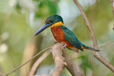 A colourful kingfisher sits attentively on a branch in a natural environment, Red-breasted