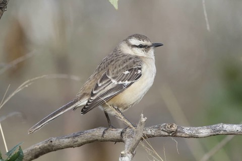Chalk-browed Mockingbird (Mimus saturninus), Buenos Aires, Argentina