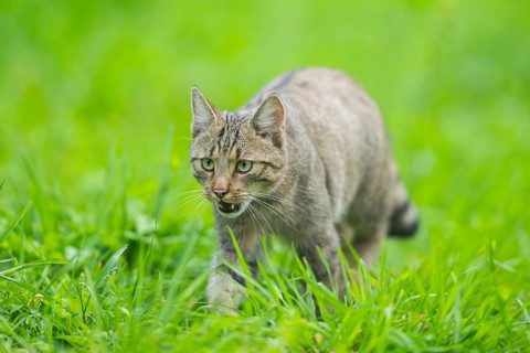 European wildcat (Felis silvestris silvestris) on a meadow, Hesse, Germany
