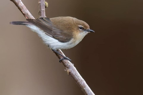 Brown-breasted Gerygone (Gerygone ruficollis) perched on a branch in Papua New Guinea