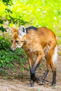 Maned wolf (Chrysocyon brachyurus) walking around, Germany