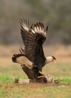 Northern Crested Caracara (Caracara cheriway) fighting, Texas, USA