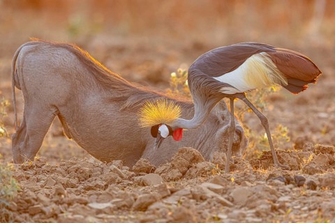 Crowned Crane (Balearica regulorum) and Worthog searching food South Luangwa NP Zambia August