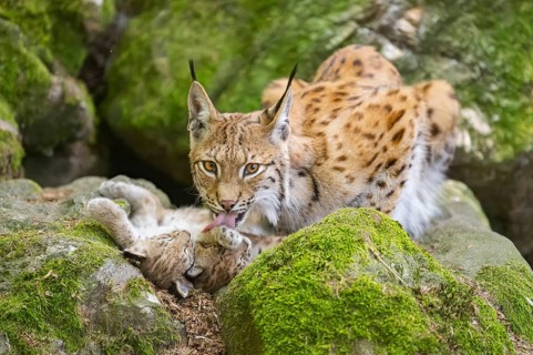 Eurasian lynx (Lynx lynx) mother with her youngsters (cubs) lying on a rock in a forest, Bavaria,