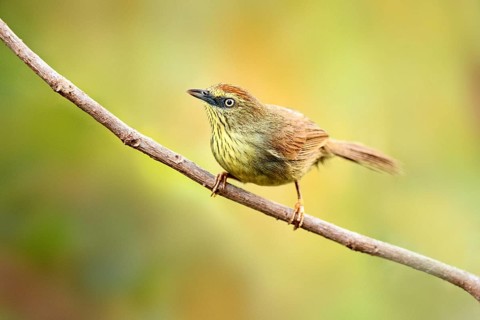 Pin-striped Tit-Babbler (Macronus gularis) perched on a branch, Phnom Penh, Cambodia