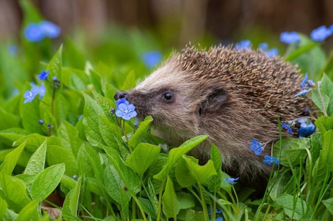 Cute hedgehog, brown-breasted hedgehog (Erinaceus europaeus) in the garden, Vechta, Lower Saxony,
