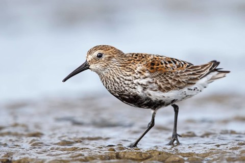 Alpenstrandläufer (Calidris alpina) Fam. Schnepfenvögel (Scolopacidae)