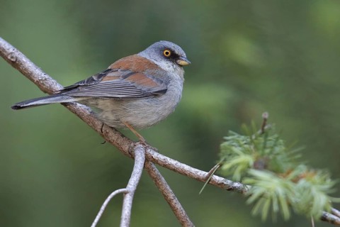 Yellow-eyed Junco (Junco phaeonotus) perched on a branch in southern Arizona, USA