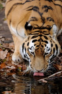 Tiger drinking water from a pond surrounded by autumn leaves in the wild, Siberian tiger (Panthera