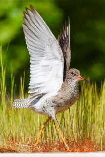 Bird with outstretched wings standing on a grass-covered area, redshank, (Tringa totanus), France