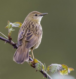 Common Grasshopper Warbler (Locustella naevia), Asturias, Spain