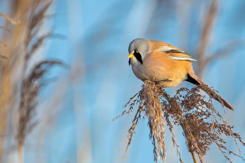 Bearded Reedling (Panurus biarmicus) male, Saxony-Anhalt, Germany