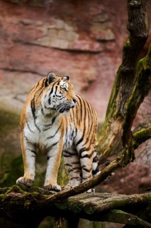 Siberian tiger or Amur tiger (Panthera tigris altaica) walking on the ground, captive, habitat in
