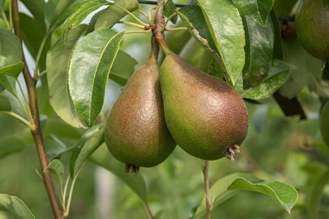 Pear (Pyrus communis GUTE LUISE VON AVRANCHES), Bavarian Fruit Centre, Germany