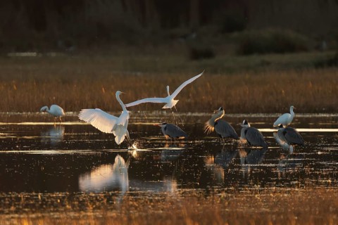Herons and egrets gather in tranquil wetland waters at dusk. The setting sun casts a golden glow,