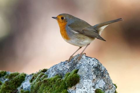 European Robin (Erithacus rubecula), perched on a stone, Galicia, Spain