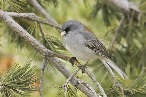 Grey-headed Junco (Junco hyemalis caniceps), New Mexico, USA