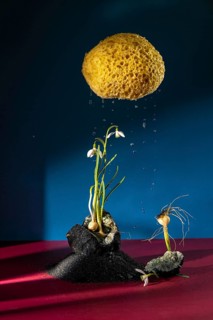 Creative composition featuring a yellow sponge cloud dripping water over snowdrop flowers on a