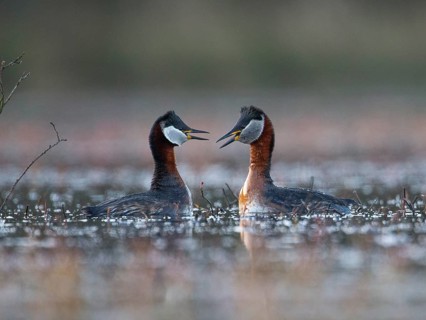 Red-necked Grebe (Podiceps grisegena) pair displaying, Mecklenburg-Western Pomerania, Germany