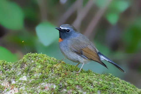 Rufous-gorgeted Flycatcher (Ficedula strophiata) male, Thailand