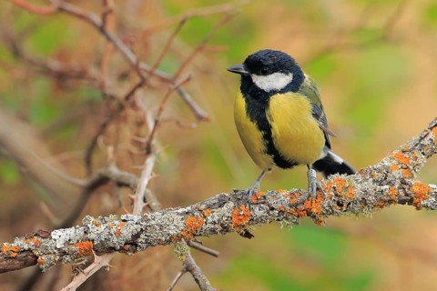 Great Tit (Parus major) perched on lichen branch, Andalusia, Spain