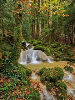 Waterfall surrounded by moss-covered stones in autumnal coloured surroundings, on the river Sihl,