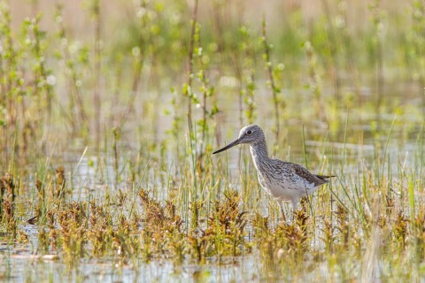 Common Greenshank (Tringa nebularia), walking on marsh, Galicia, Spain