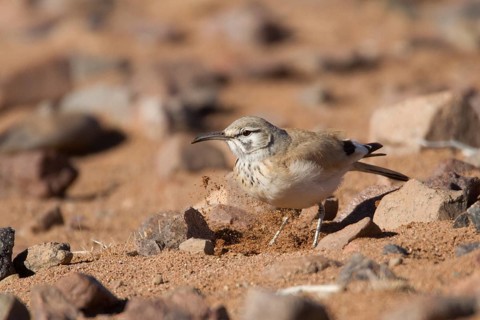 Greater Hoopoe-Lark (Alaemon alaudipes) female, Morocco