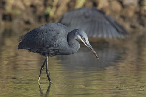 Western Reef Heron (Egretta gularis) foraging, Gambia