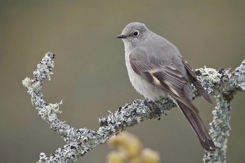 Townsend's Solitaire (Myadestes townsendi), British Columbia, Canada