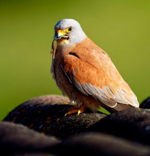 Male lesser kestrel (Falco naumanni) with prey, lizard, Psammodromus hispanicus, Extremadura, Spain