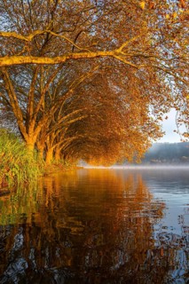 Autumn colours at the Platanen Allee, Hardenberg Ufer, lakeside path at Lake Baldeney, near Haus