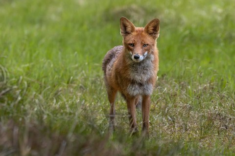 The red fox (Vulpes vulpes) is less than 10 metres away from me but does not spot me, an example of