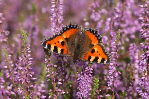 Small tortoiseshell butterfly (Aglais urticae) adult insect feeding on heather flowers on a