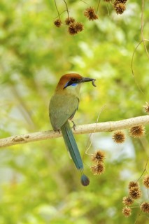 Russet-crowned Motmot Momotus mexicanus El Tuito, Jalisco, Mexico 12 June Adult carrying food.