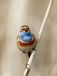 Bluethroat (Luscinia svecica cyanecula) male singing from reed, Netherlands