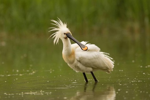 Eurasian Spoonbill (Platalea leucorodia), Serbia