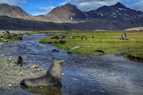 Animals, mammals, sea lion, Fortuna Bay, South Georgia, Antarctica