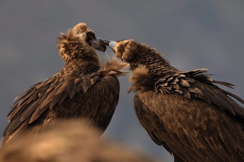 An intimate moment captured between two cinereous vultures, gently touching beaks against a muted,