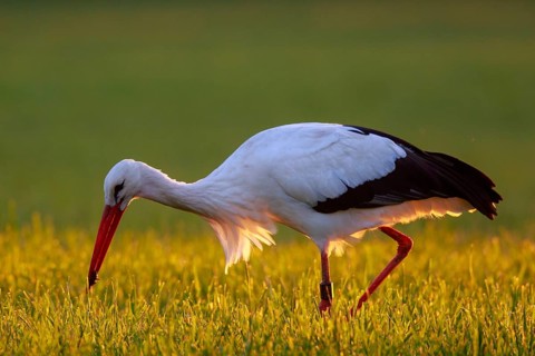 White Stork (Ciconia ciconia) foraging, North Rhine-Westphalia, Germany