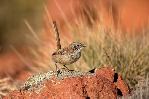 Short-tailed Grasswren (Amytornis merrotsyi pedleri), South Australia, Australia